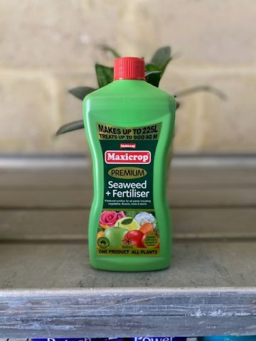 Seaweed 600ml concentrate