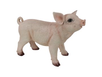 Standing Pig