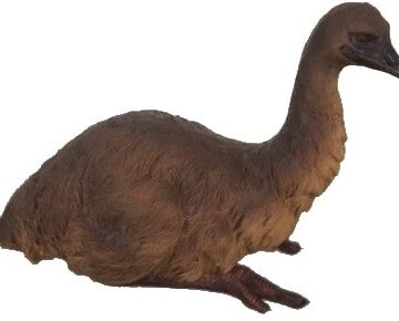 Emu Laying Down Large