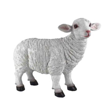 Sheep