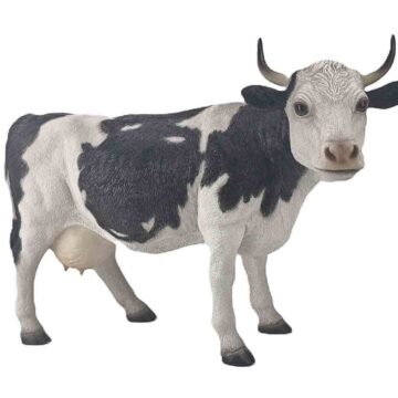 Black Cow