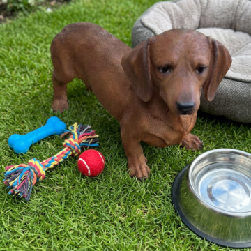 Tan Daschund